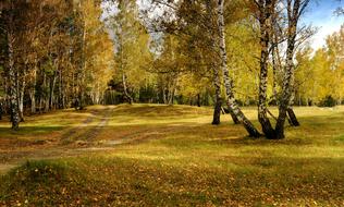paths in the autumn birch forest