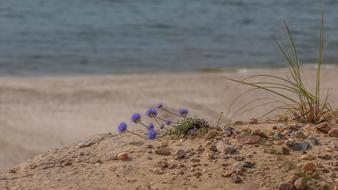 blue flowers on the beach of the Sylt skeleton on the North Sea