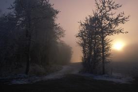 dark forest on a background of foggy sunrise