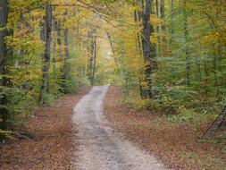 Nature Fall