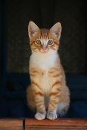delightful Cat Animal Portrait