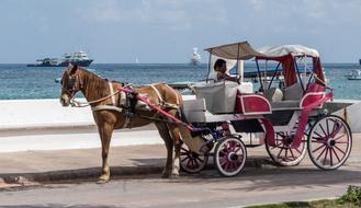 Person in the cart with the horse, on the beautiful Caribbean seaside