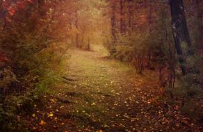 fallen leaves on mossy path in forest