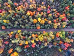 road through Colorful autumn forest, Aerial view