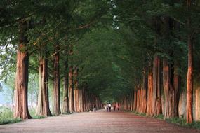 wide road through the forest in Damyang