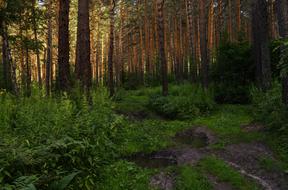 Forest Summer