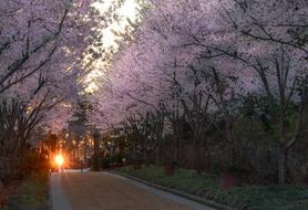 incredible Tree Road Landscape