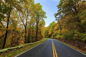 Colorful Leaves and road