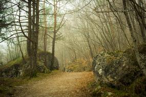 incredible Wood Forest