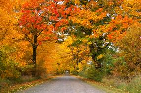 beautiful alley with autumn trees