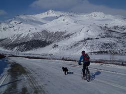 cyclist with his dog on a mountain road in Alaska