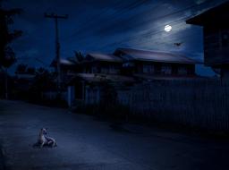 dog on the road in the village in Thailand at night