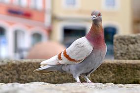 city Dove Bird