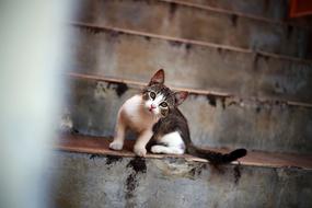 curious kitten on the stairs outside