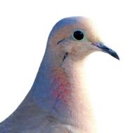white dove on the white background