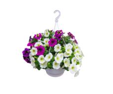 bouquet of petunias on a white background