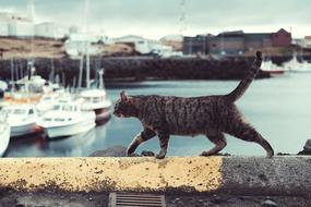 cat on the embankment on a blurred background