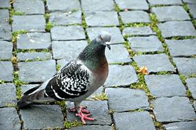 dove on pavement