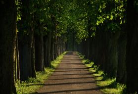 wonderful Away Avenue tree