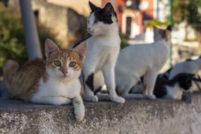 Cat Road