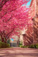 spring flowering tree on a city street