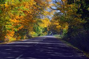 Beautiful landscape of the road in light and shadow, among the colorful plants, in autumn