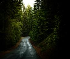 wet dark road in the forest