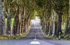 wonderful Avenue Trees