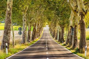 Avenue Road