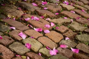 purple petals on a paved road