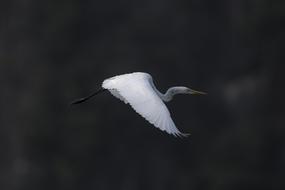 photo of a flying white stork on a black background
