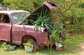 Vintage Car Plants wonderful