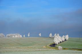snow-covered trees along the road in the field