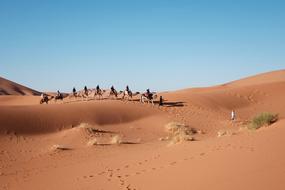 wonderful Desert Camels