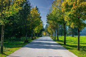 incredible Avenue green Trees
