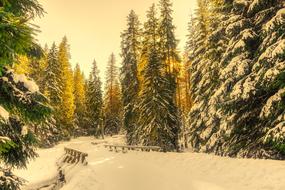 enchanting Snow Forest