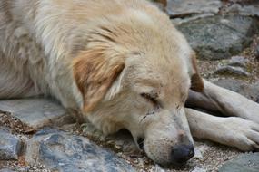 big white stray dog