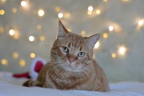 red Cat rests at christmas lights