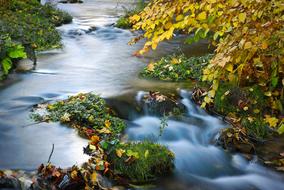 brook in forest at fall, long exposure