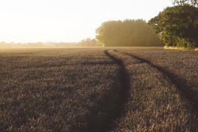 trails on Crop field at dawn