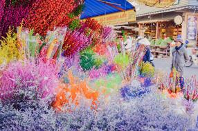 Color Street