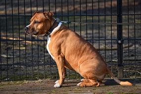 Beautiful and cute, brown dog sitting near the fence, in sunlight