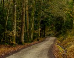 autumn photo of forest road