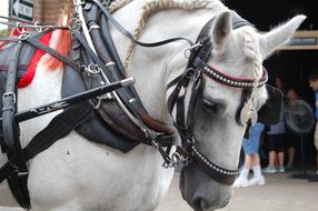 harnessed white horse