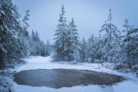 puddle on the road in winter forest