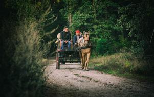 The Horse Cab