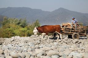 rural Cows with Cart