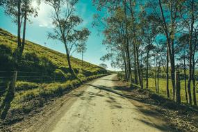 Landscape of Trees near Road