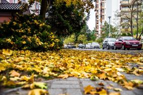 autumn leaf on the walkway