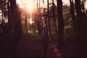 Bike parked on path in forest